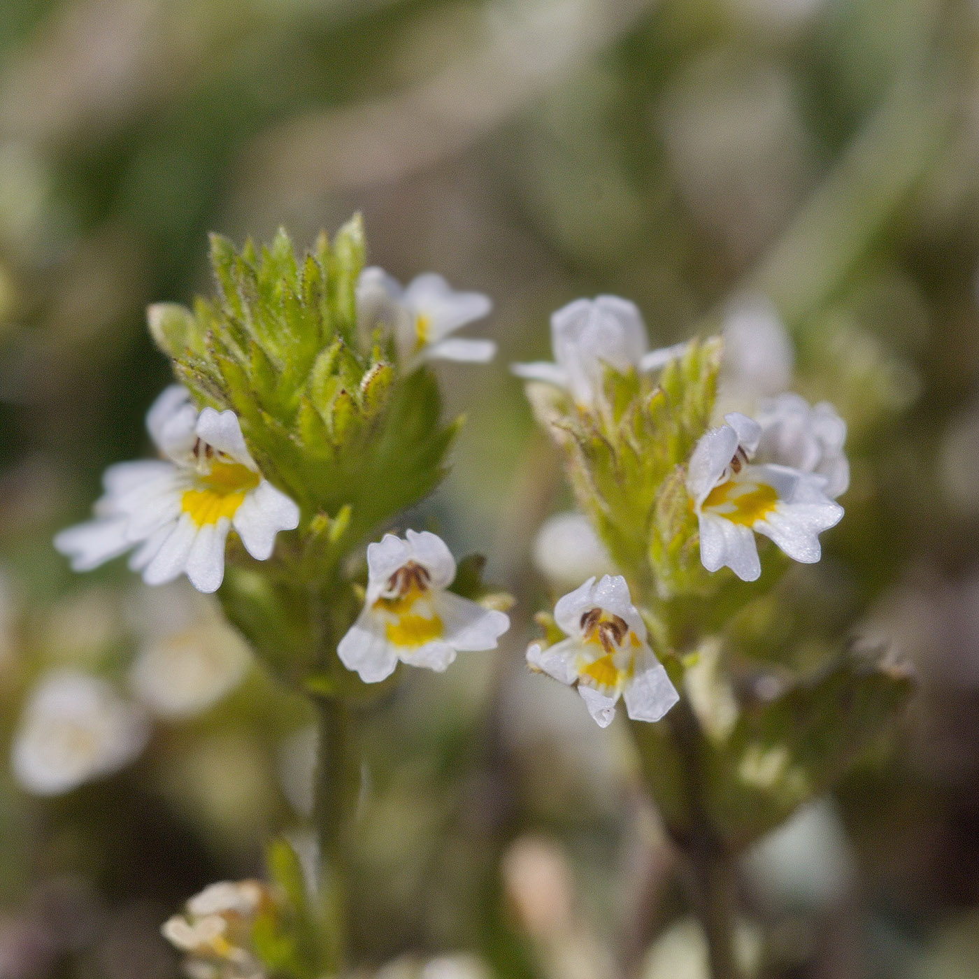 Изображение особи Euphrasia pectinata.