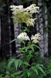 Filipendula ulmaria