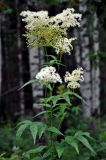 Filipendula ulmaria. Верхушка побега с соцветиями. Башкирия, Белорецкий р-н, гора Большой Иремель, ≈ 1000 м н.у.м., опушка смешанного леса. 30.07.2019.