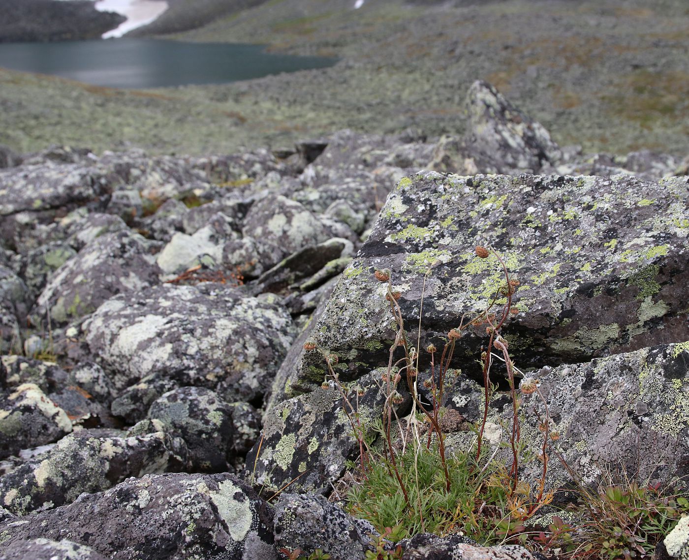 Image of Artemisia norvegica specimen.