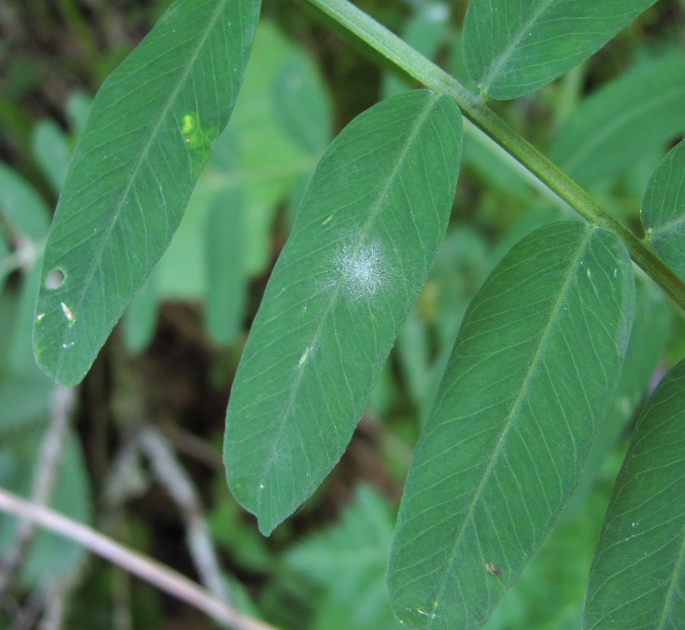 Image of Vicia balansae specimen.