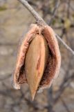 Amygdalus bucharica. Раскрывшийся зрелый плод. Узбекистан, Навоийская обл., Нуратинский р-н, Нуратинский хр., ущ. р. Кичиксай. 29.10.2019.