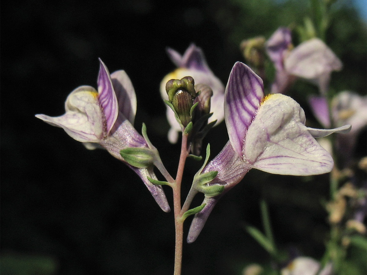 Image of Linaria repens specimen.