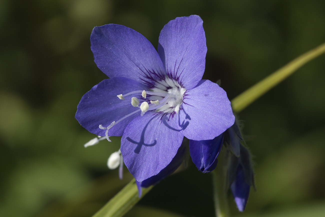 Изображение особи Polemonium schmidtii.