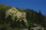 Aconogonon coriarium