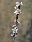 Polygonum pulchellum