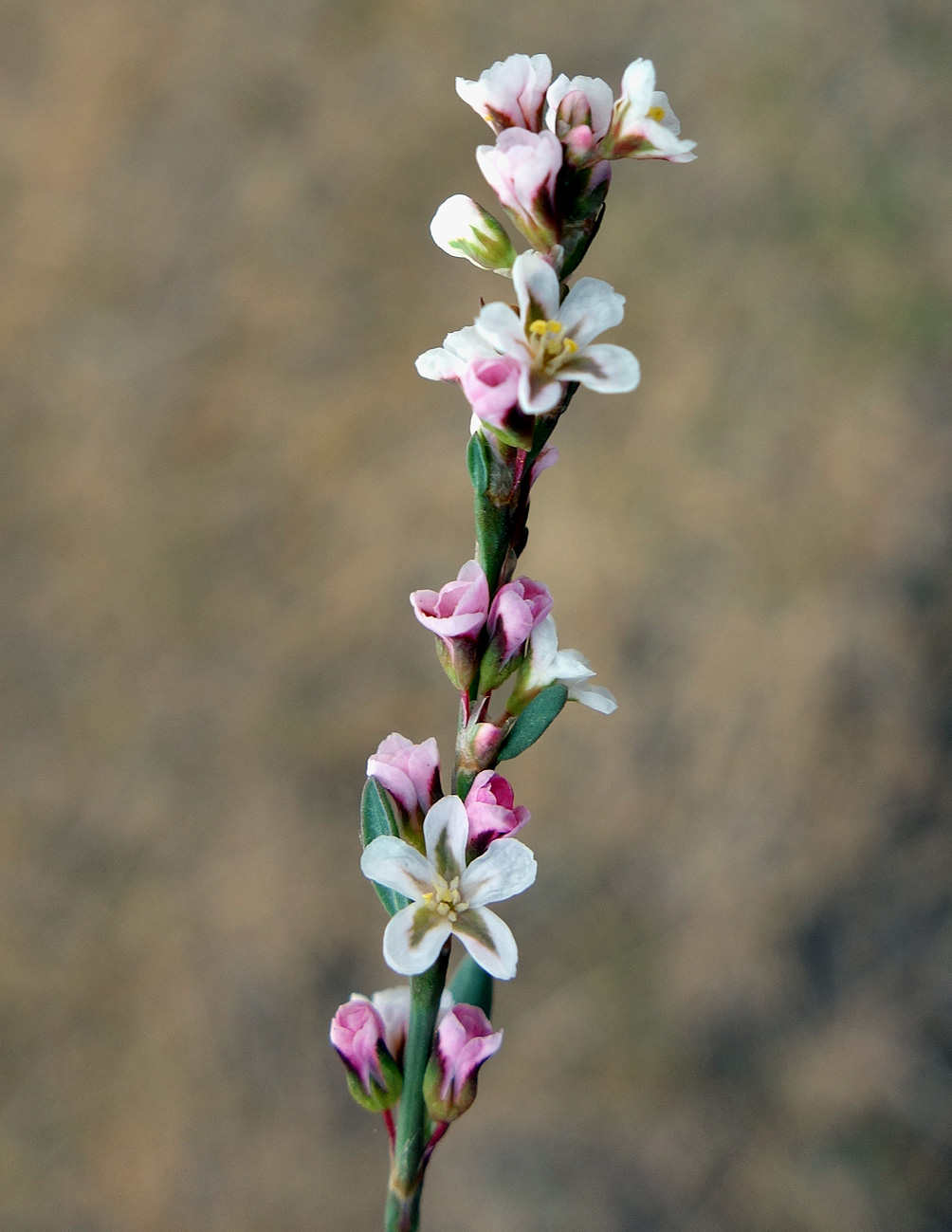 Image of Polygonum pulchellum specimen.