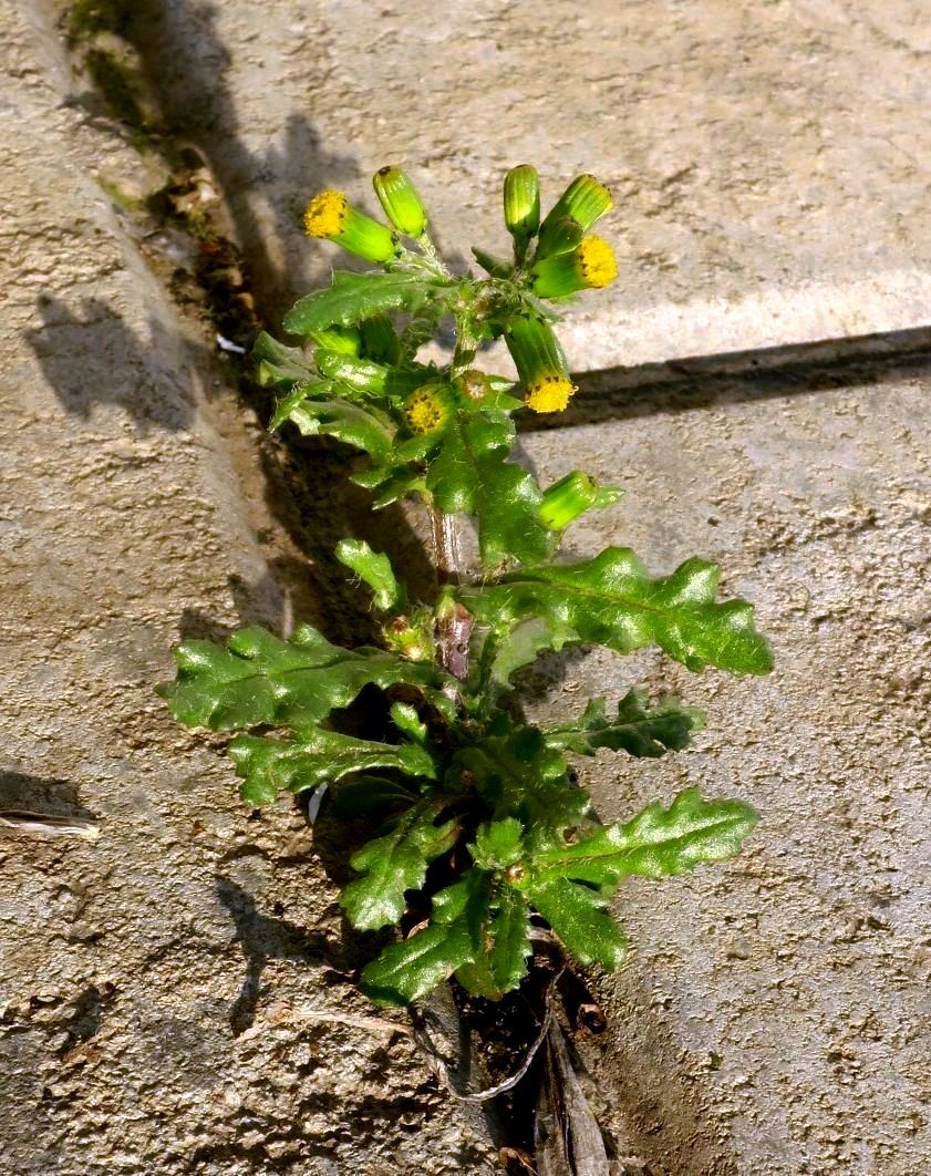 Image of Senecio vulgaris specimen.