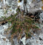 Asperula caespitans