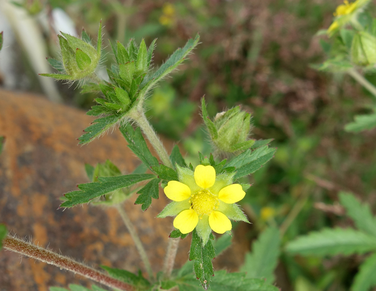 Изображение особи Potentilla norvegica.