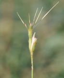 Aegilops peregrina. Соцветие. Республика Кипр, окр. г. Лимасол (Λεμεσός), огороженный участок земли недалеко от моря. 18.01.2020.