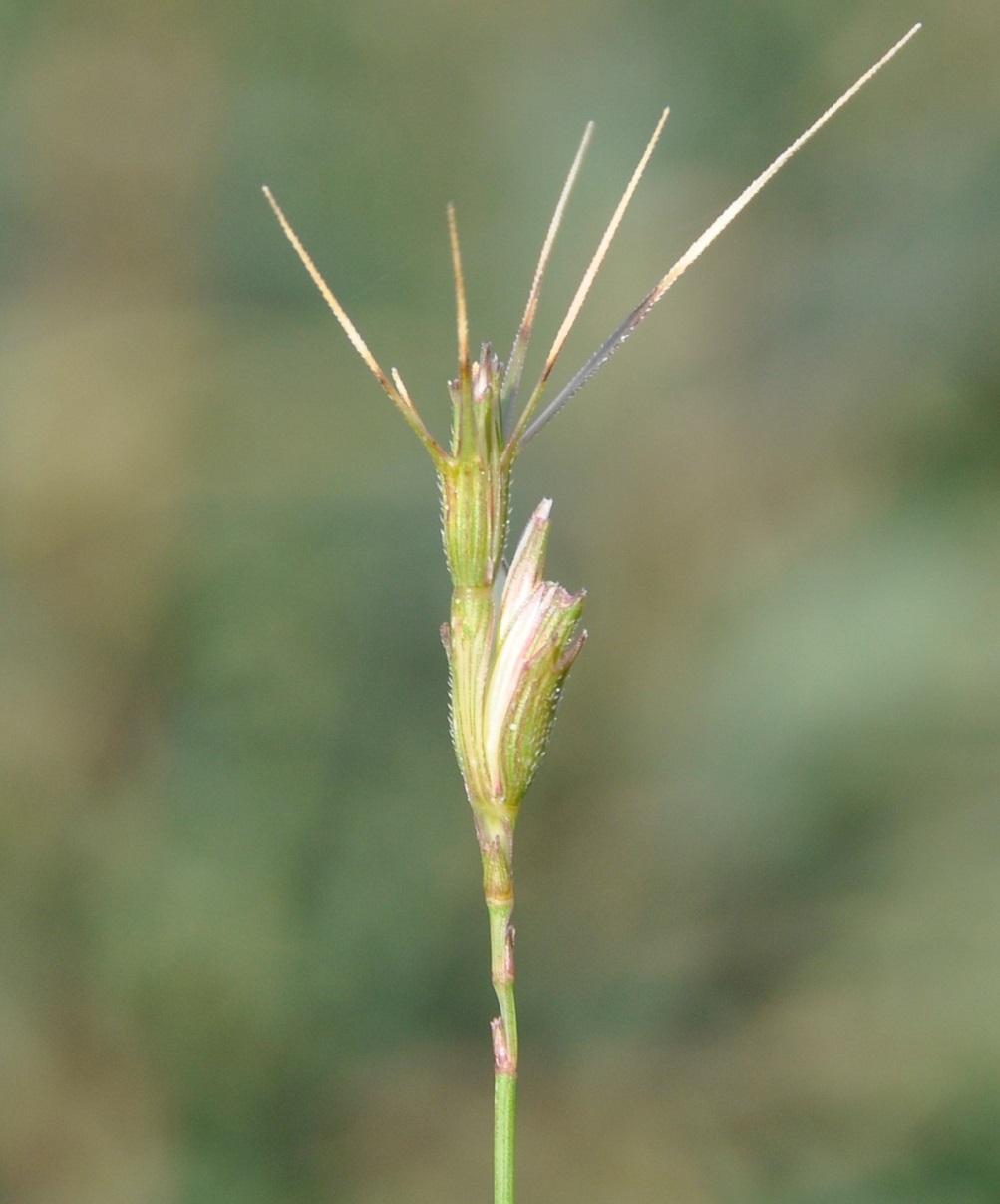 Изображение особи Aegilops peregrina.