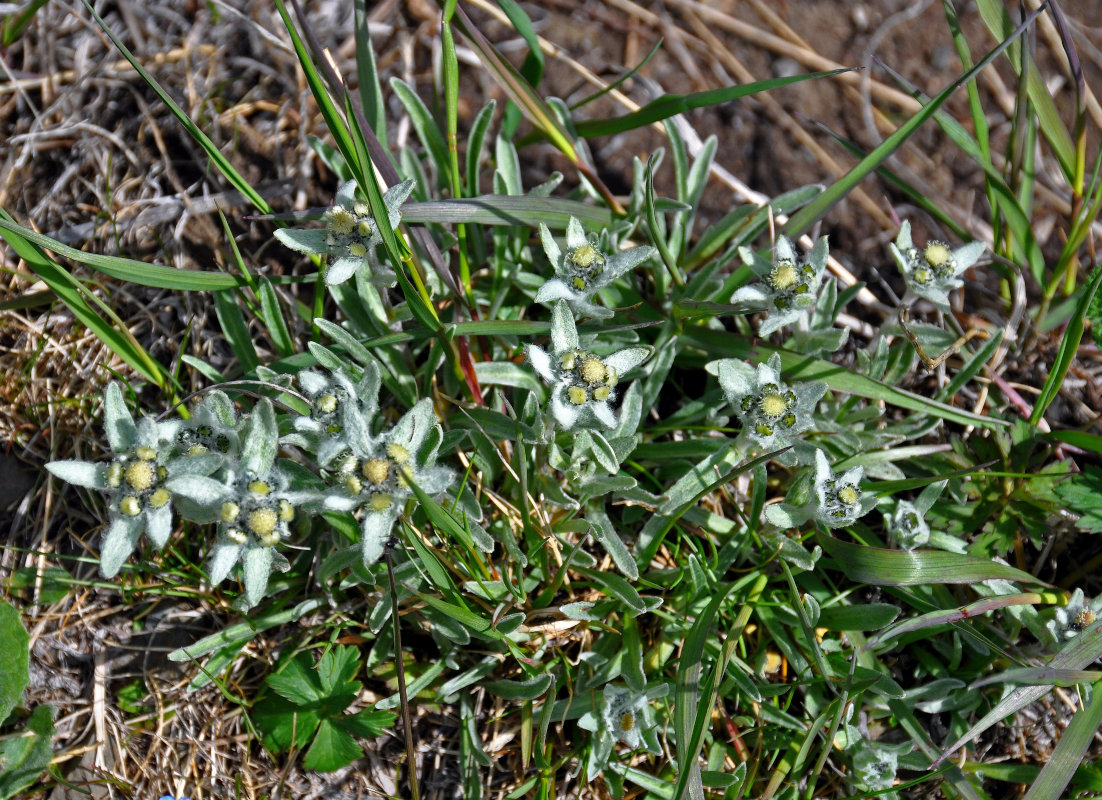 Изображение особи Leontopodium ochroleucum.