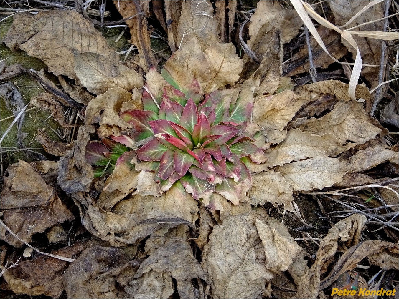 Изображение особи Oenothera rubricaulis.