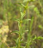 Orthanthella lutea
