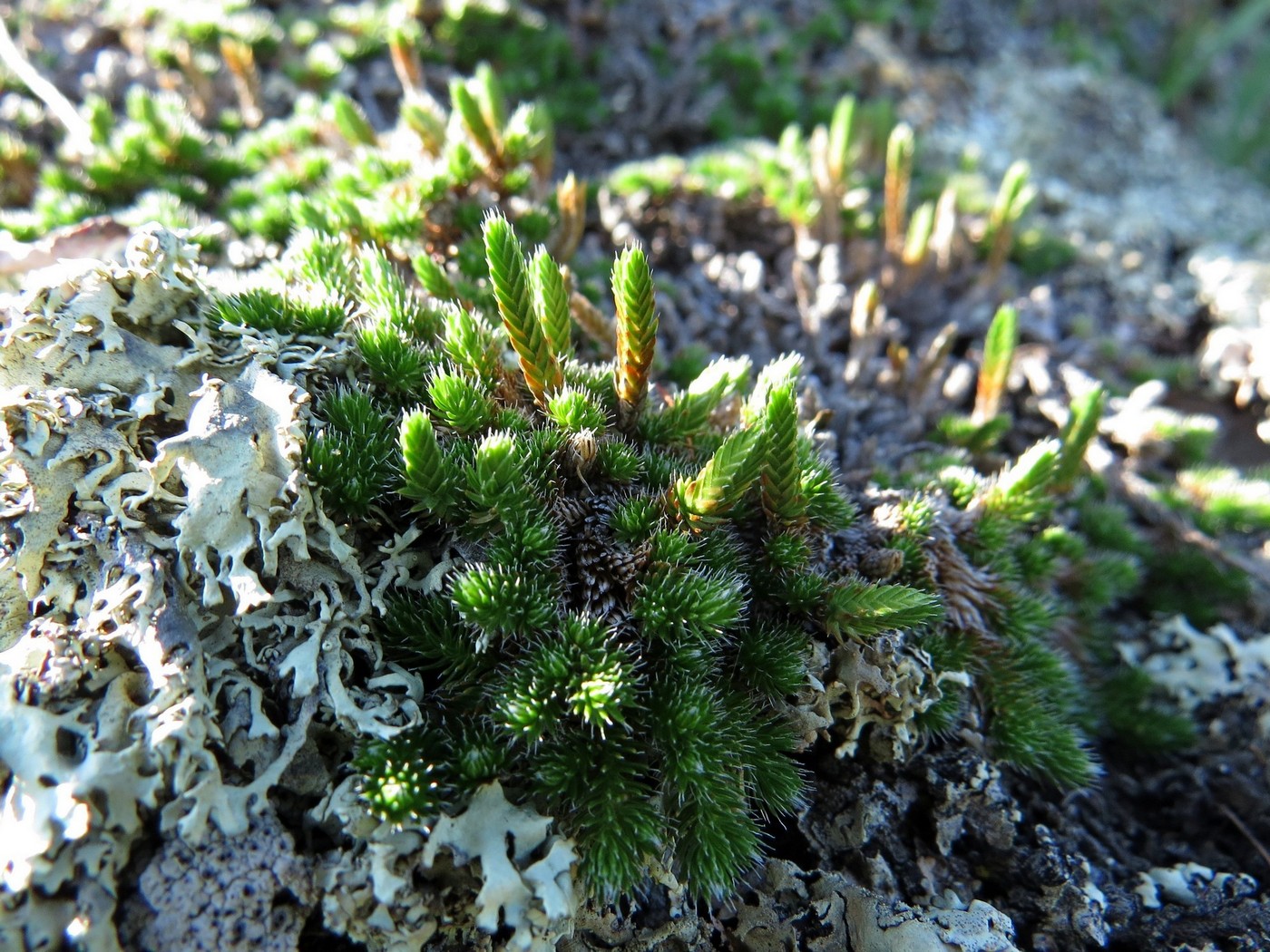 Изображение особи Selaginella rupestris.