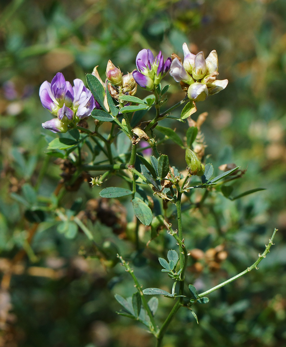 Изображение особи Medicago &times; varia.