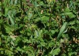 Mentha spicata