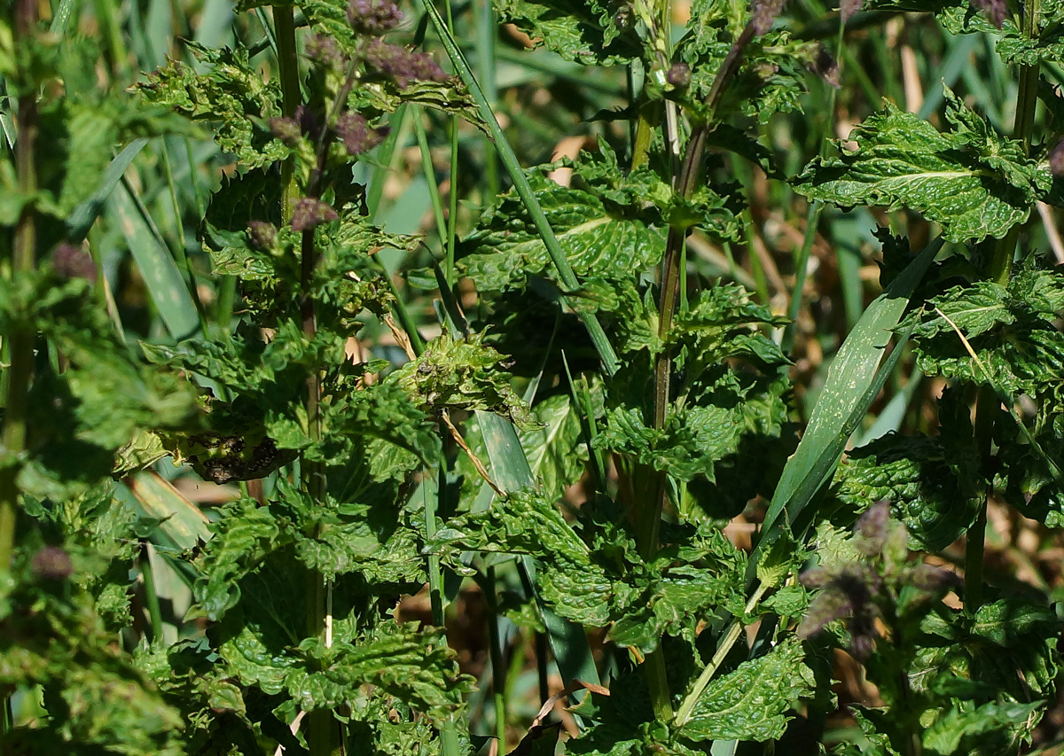 Изображение особи Mentha spicata.