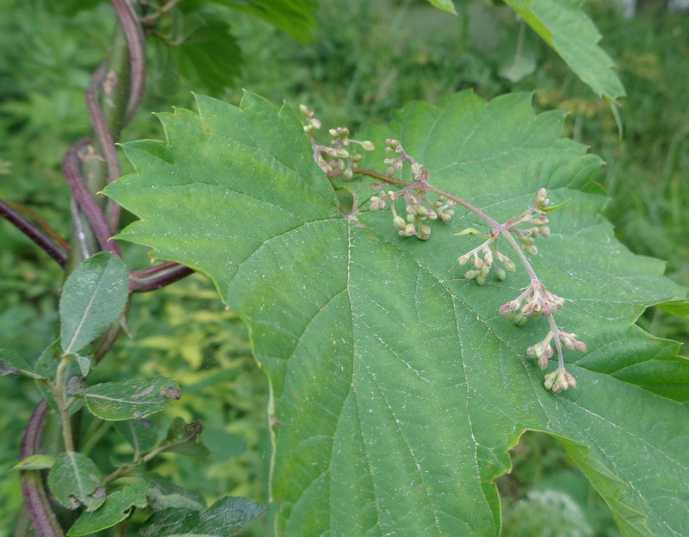 Изображение особи Humulus lupulus.