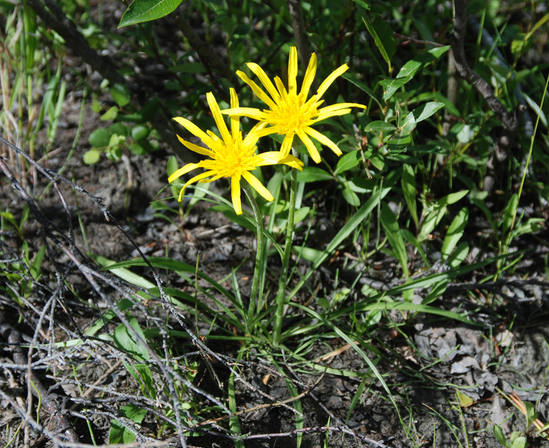 Изображение особи Scorzonera radiata.