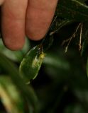 Pleurothallis dorotheae