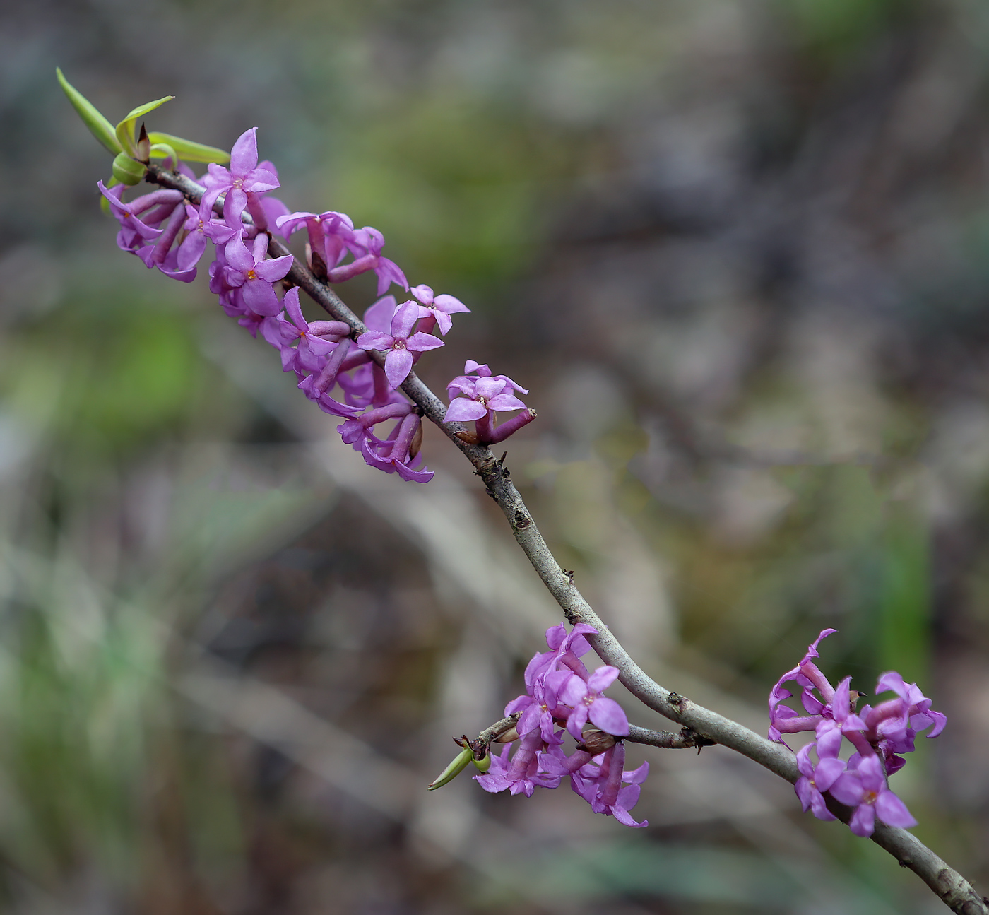 Изображение особи Daphne mezereum.