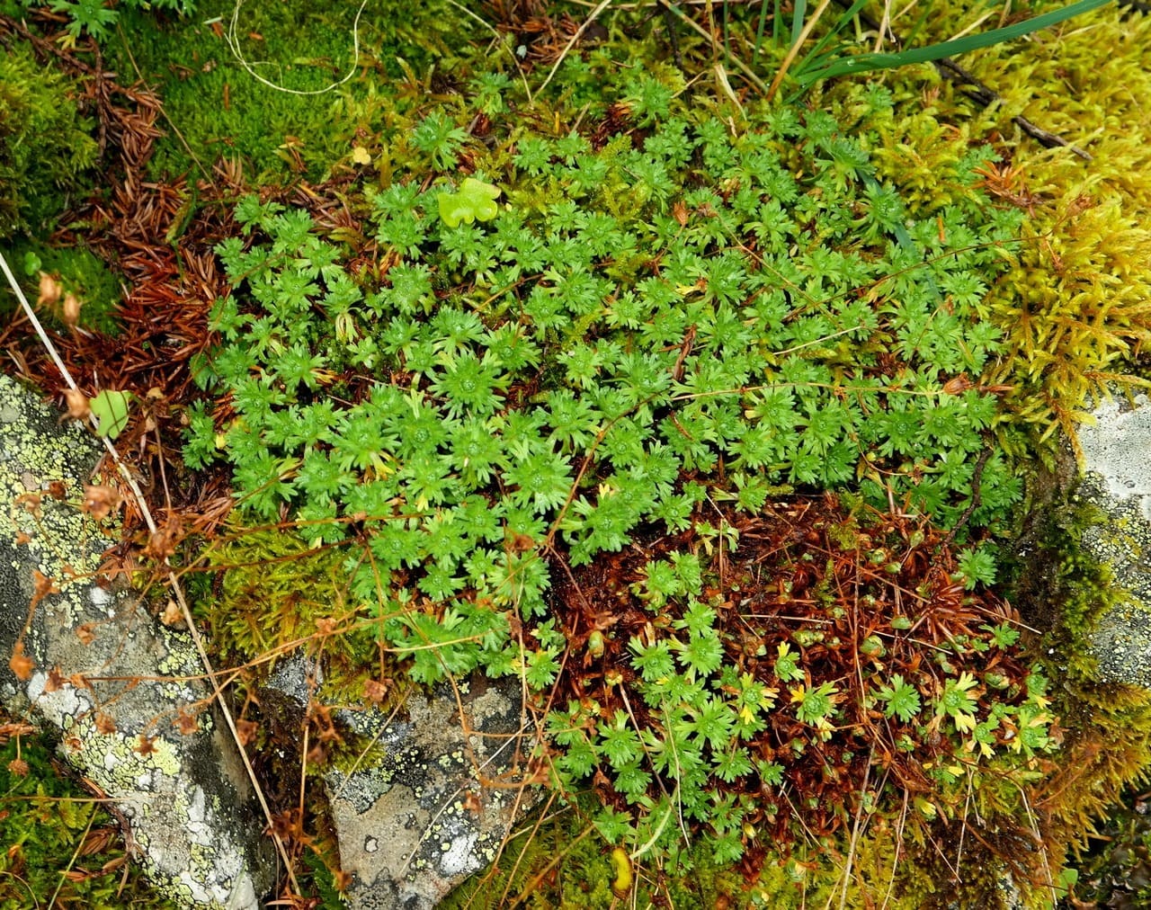 Изображение особи род Saxifraga.