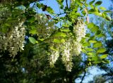 Robinia pseudoacacia. Побеги с соцветиями. Ростовская обл., г. Каменск-Шахтинский, газон по ул.Спортивная. 11.05.2013.