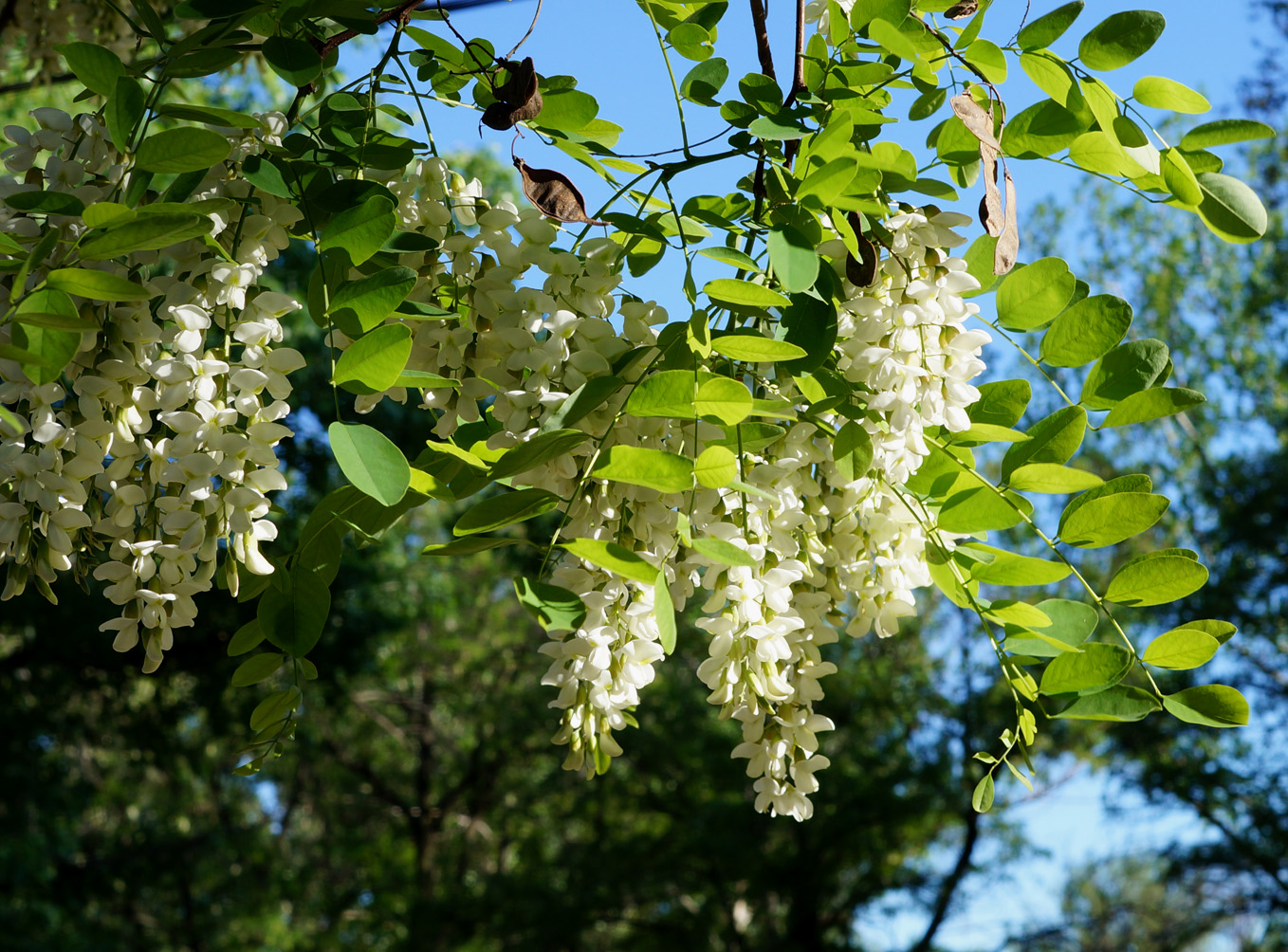 Изображение особи Robinia pseudoacacia.