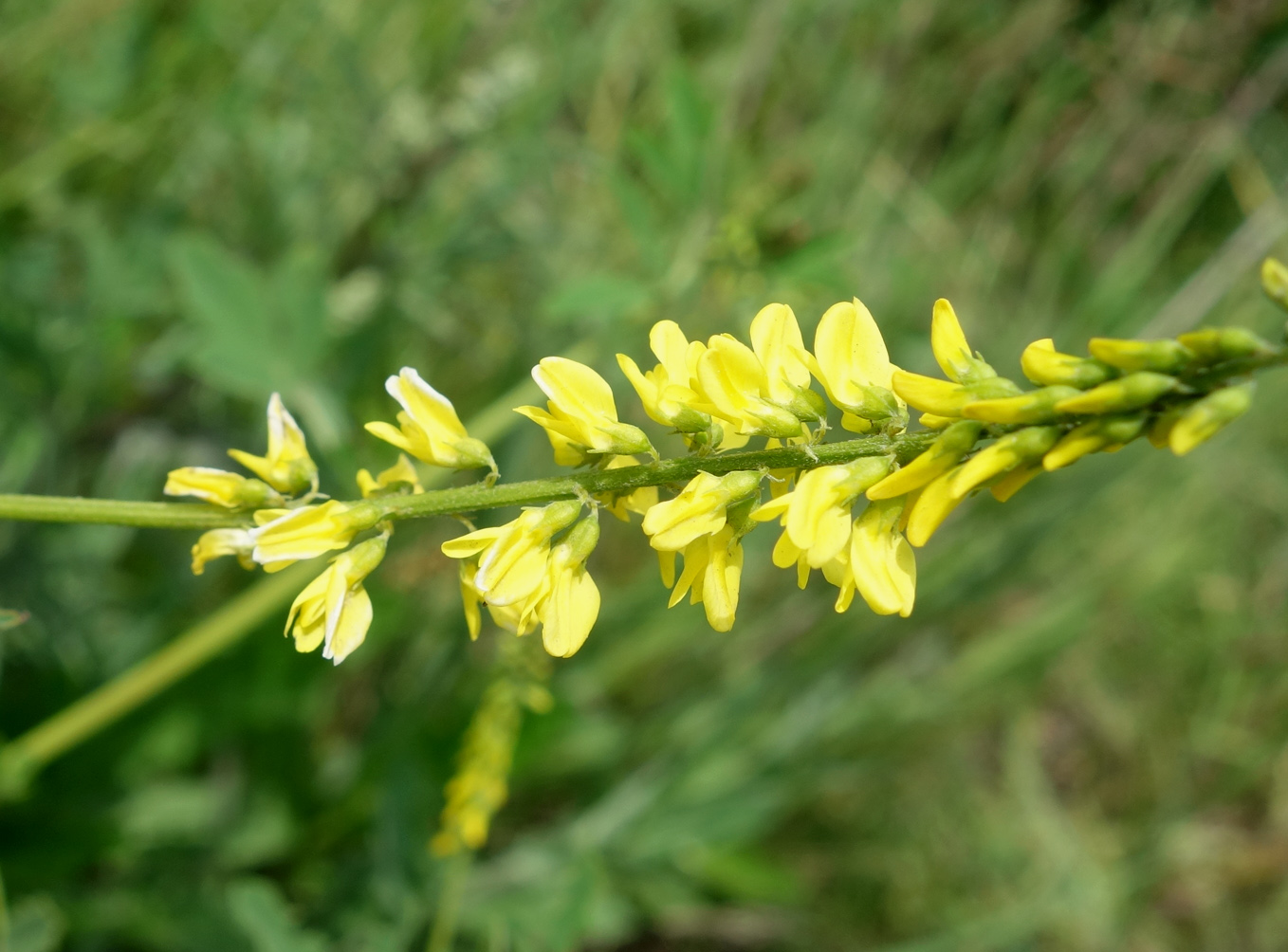 Изображение особи Melilotus officinalis.