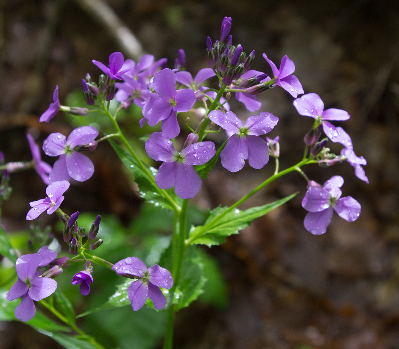 Image of Hesperis matronalis specimen.