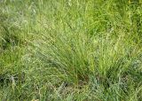 Carex canescens