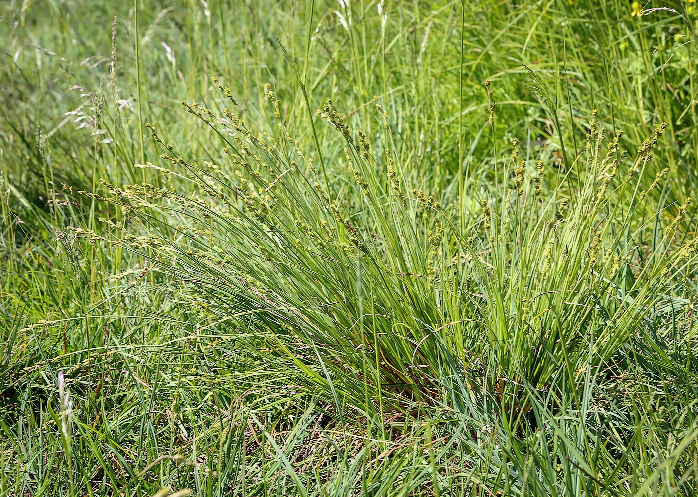 Изображение особи Carex canescens.