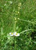 Sagittaria trifolia