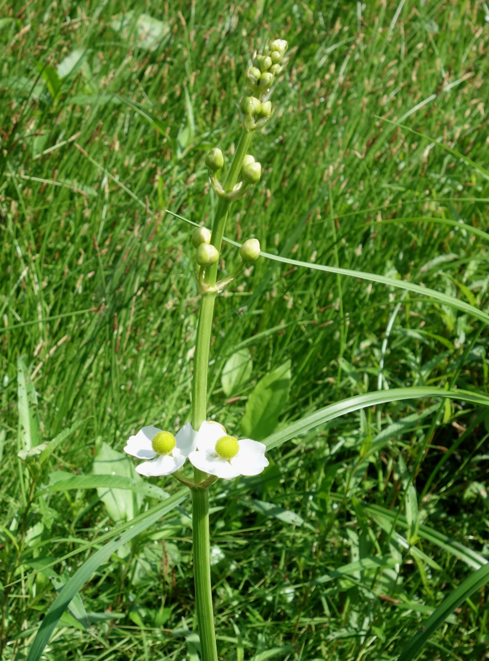 Image of Sagittaria trifolia specimen.