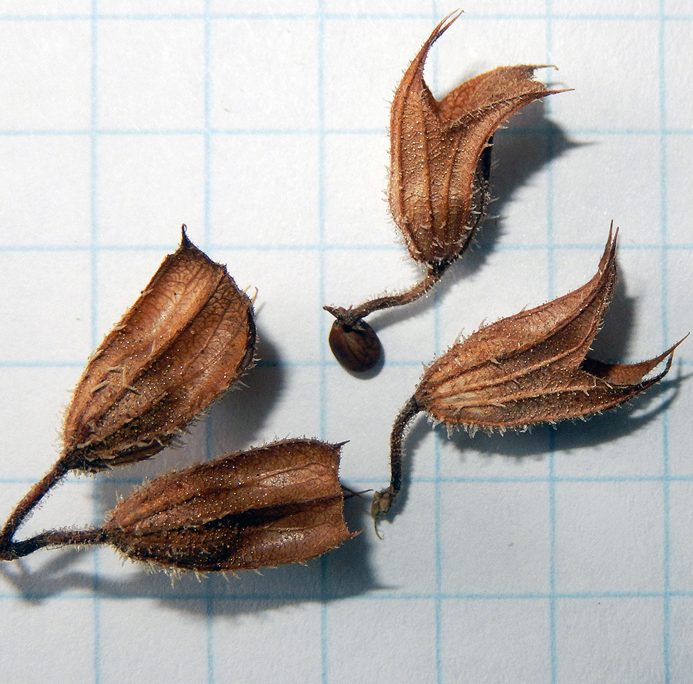 Image of Salvia sclarea specimen.