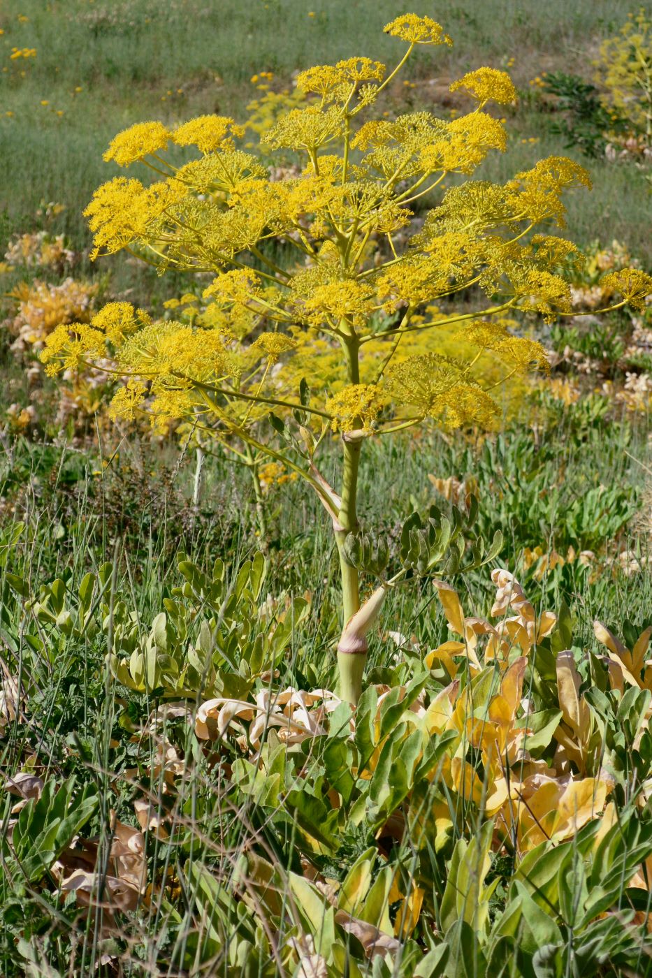 Изображение особи Ferula diversivittata.