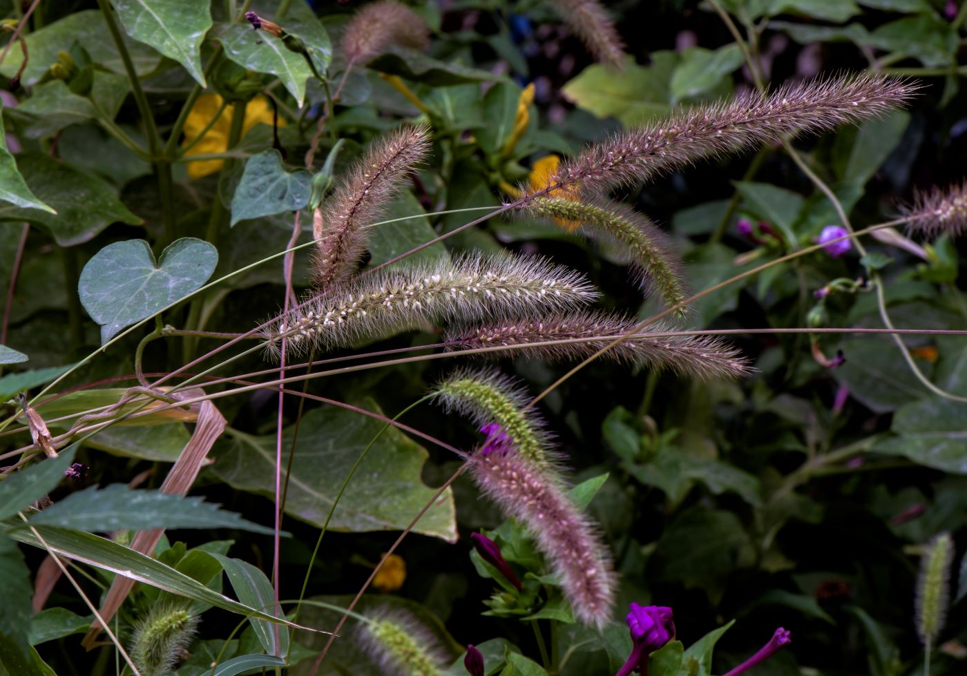 Image of genus Setaria specimen.