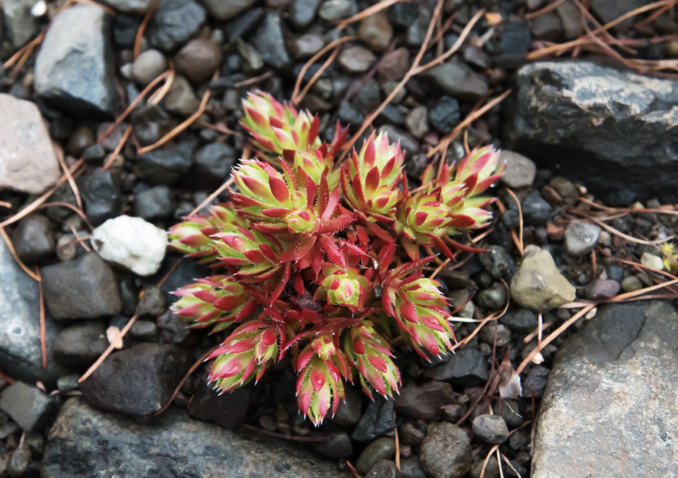 Изображение особи род Saxifraga.