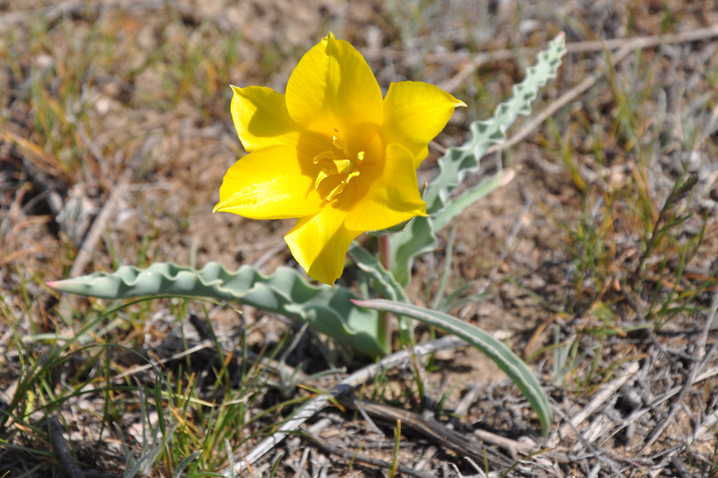 Image of Tulipa kolpakowskiana specimen.