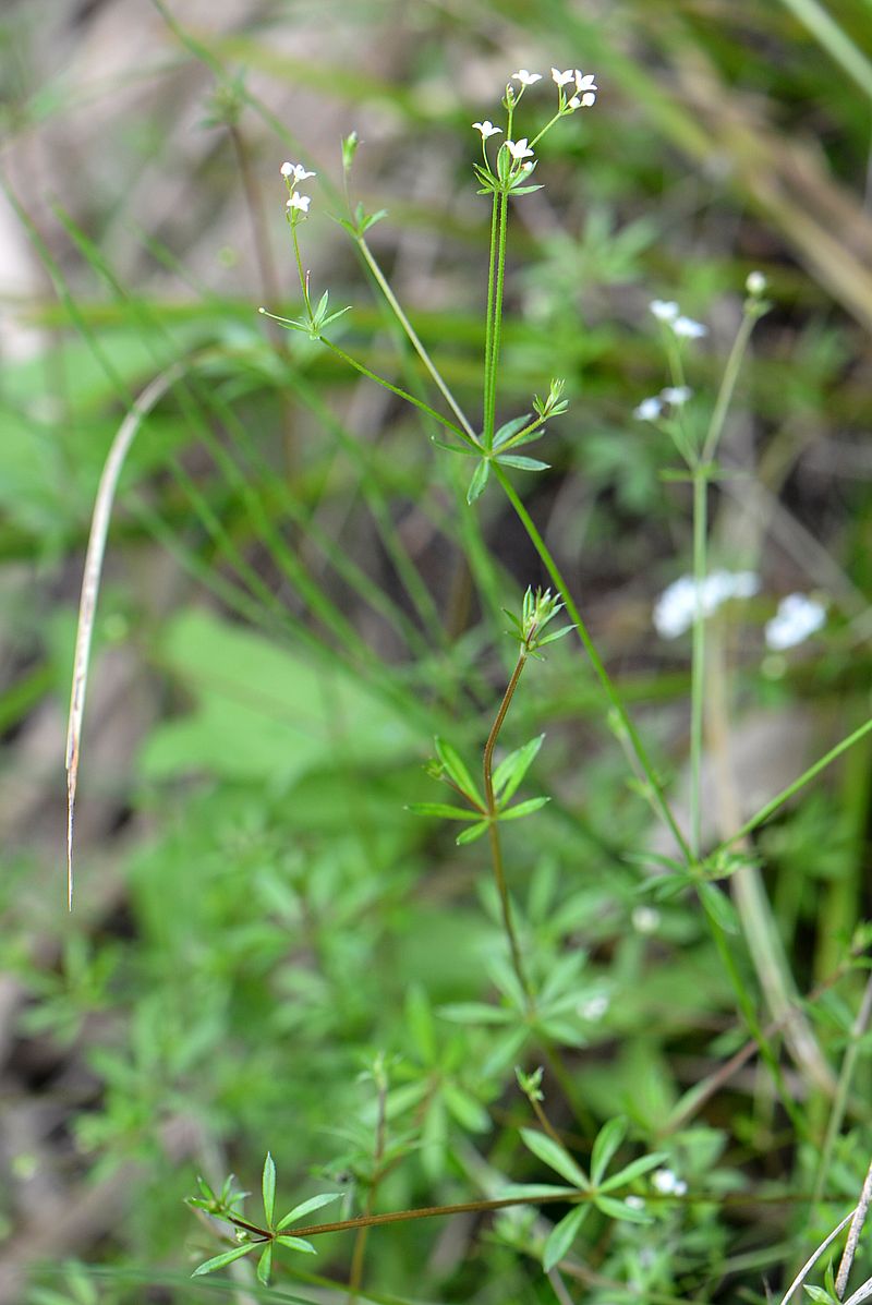 Image of Galium uliginosum specimen.