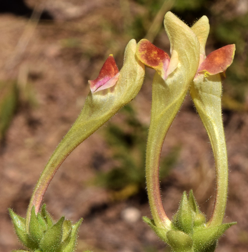 Image of Scutellaria adenostegia specimen.