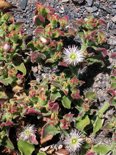 Image of Mesembryanthemum crystallinum specimen.