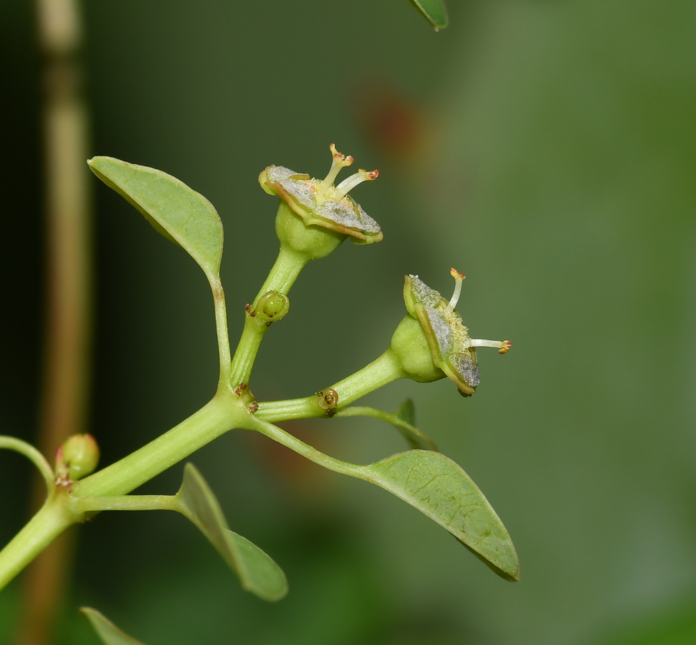 Image of Euphorbia schlechtendalii specimen.