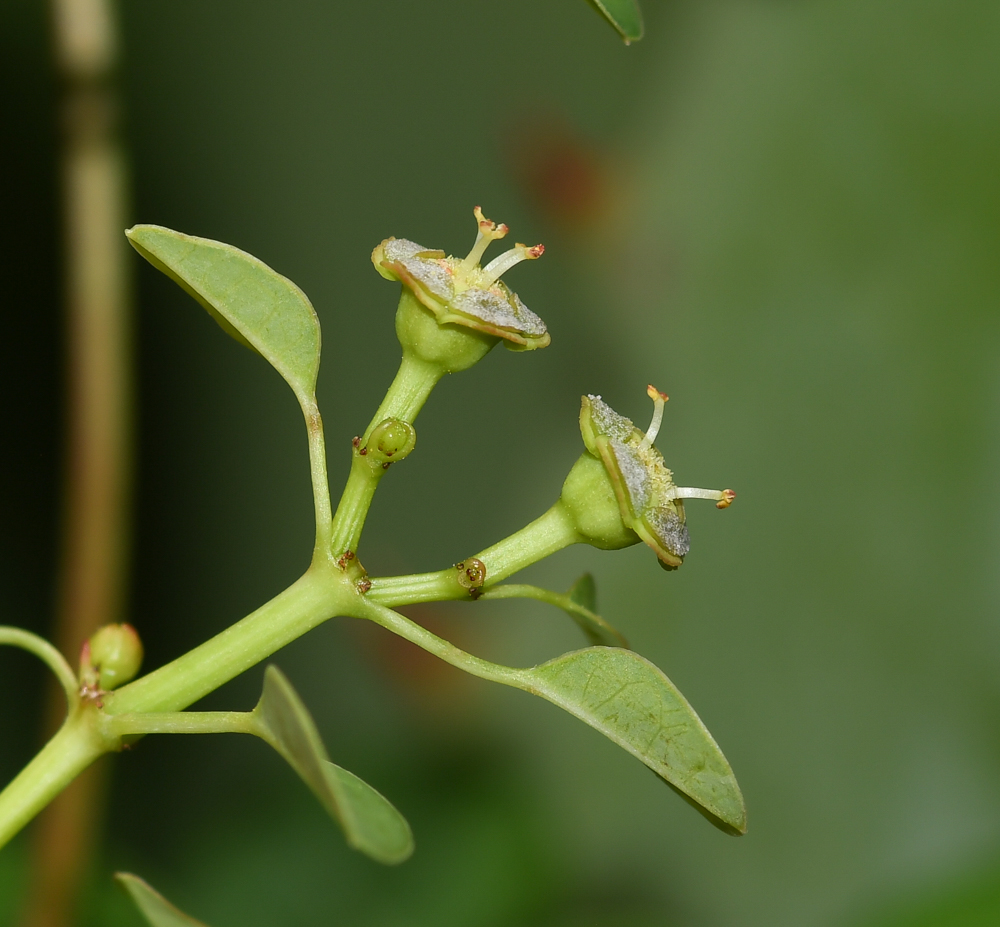 Изображение особи Euphorbia schlechtendalii.