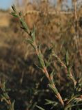Petrosimonia triandra