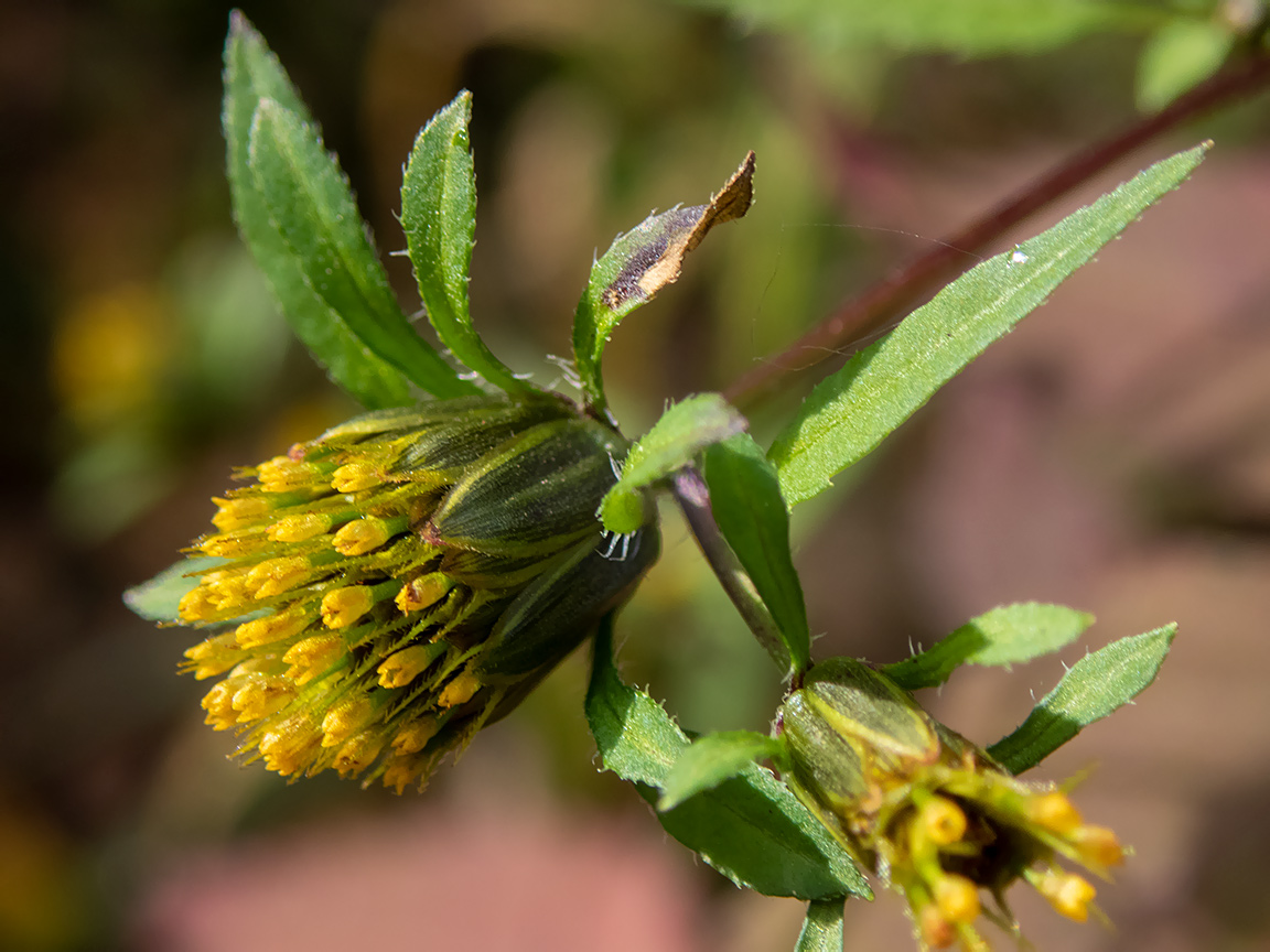 Image of Bidens frondosa specimen.