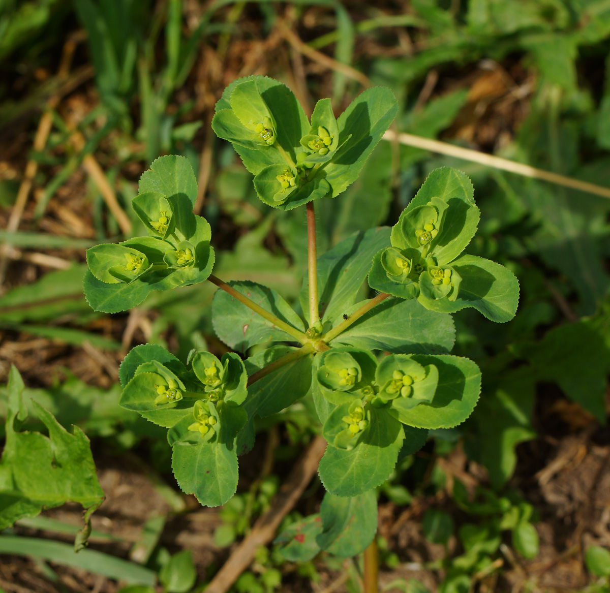 Image of Euphorbia helioscopia specimen.