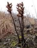 Orobanche alba